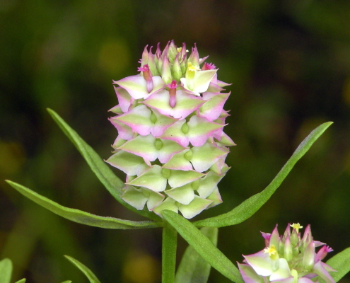 closeup of flower