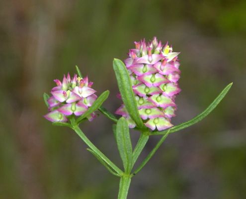 Close up of two inflorescences