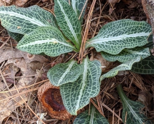 July Mystery Plant - foliage