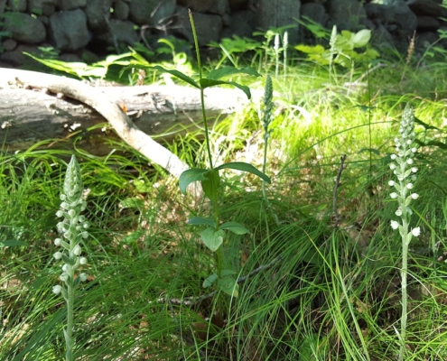 July 2023 Mystery Plant - habit