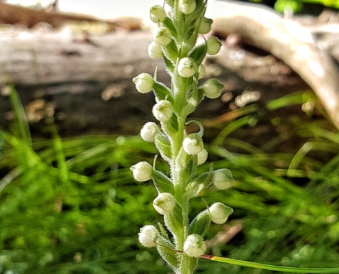 July Mystery Plant - inflorescence