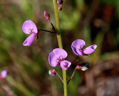 Close up of flower
