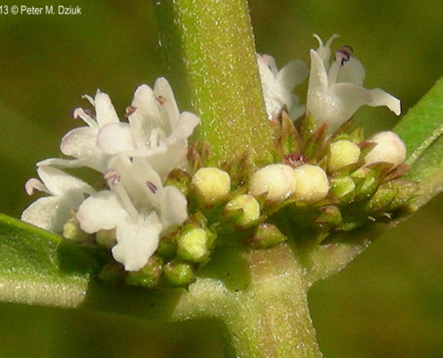 Jan2026_flwr_closeup