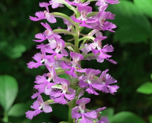 Apr2026_inflorescence